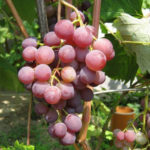 Grape variety Russian early