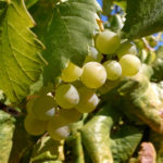 Chardonnay grape variety