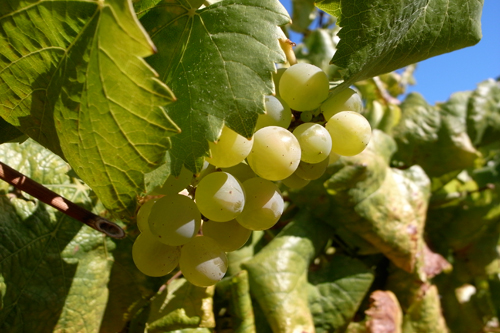 Chardonnay grape variety