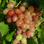 Tason grape variety