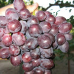 Grape variety Zarya Nesvetaya