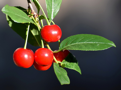 Cherry variety Precious carmine