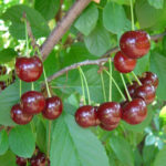 Cherry variety Toy (duke)