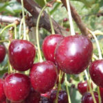 Cherry variety Pamyat Yenikeeva