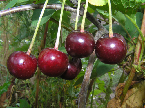 Cherry variety Radonezh