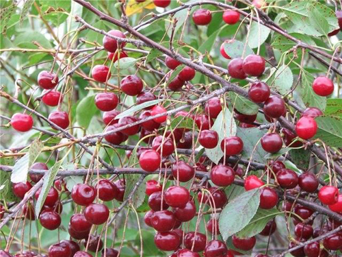 Cherry variety Shubinka