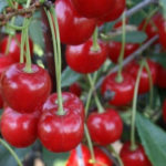 Cherry variety Zhelannaya