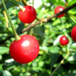 Cherry variety Asterisk