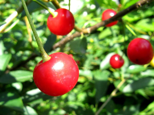 Cherry variety Asterisk