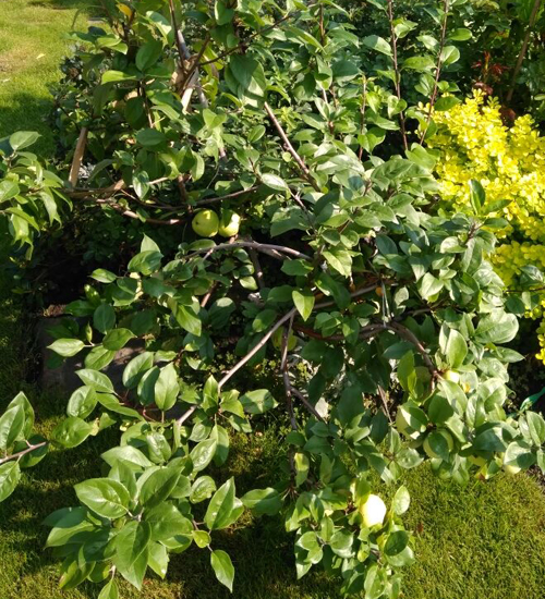 Apple variety Crumb (bush)