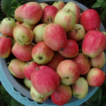 Apple variety Summer striped