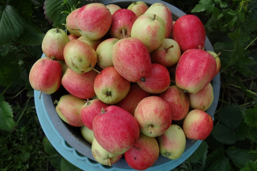 Apple variety Summer striped