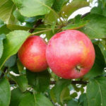 Apple variety Firebird