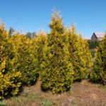 Thuja western Yellow Ribbon