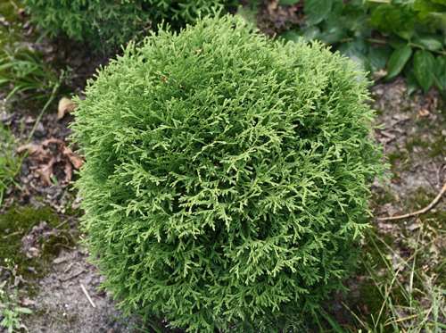 Thuja barat Khozeri