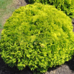 Thuja Miriam barat