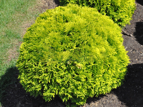 Thuja western Miriam