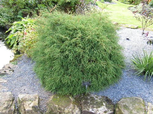 Thuja western κυρία μπόουλινγκ μπάλα