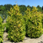 Thuja Sunkist barat