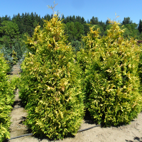 Thuja Western Sunkist