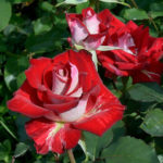 Perikatan Rose