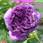 Rose Minerva