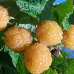 Pelarian Raspberry Variety