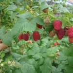 Raspberry variety Brusvyana