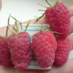 Raspberry pelbagai Gigant Moscow