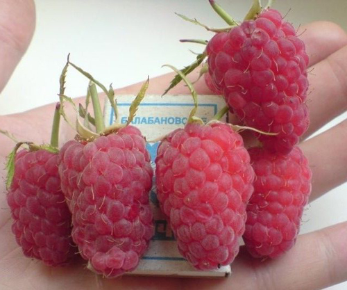 Raspberry variety Giant Moscow