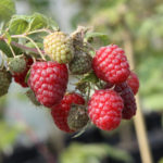 Raspberry pelbagai Himbo atas