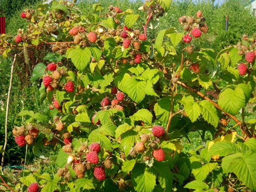 Meteor pelbagai raspberry