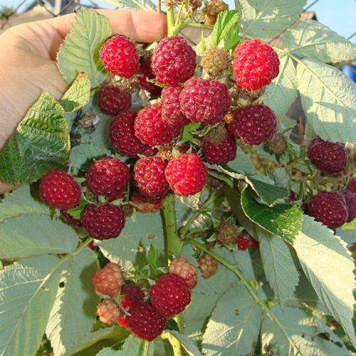 Raspberry Variety Inaccessible