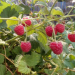 Raspberry variety Novost Kuzmina