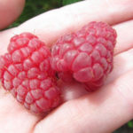 Raspberry variety Peresvet