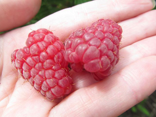 Raspberry variety Peresvet