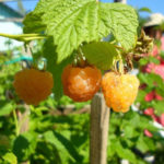 Raspberry variety Golden domes