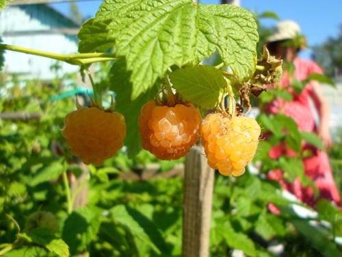 Raspberry variety Golden domes