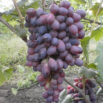 Grape variety Asya