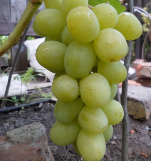 Darya grape variety