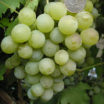 Druzhba grape variety