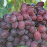 Grape variety Count of Monte Cristo