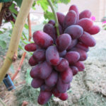 Grape variety Zest