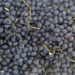 Grape variety Black Kishmish