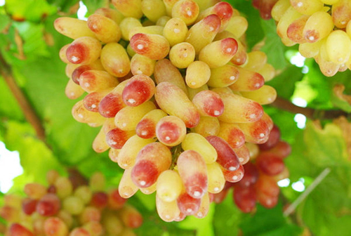 Grape variety Manicure finger