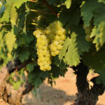 White Muscat grape