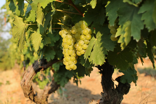 White Muscat grape