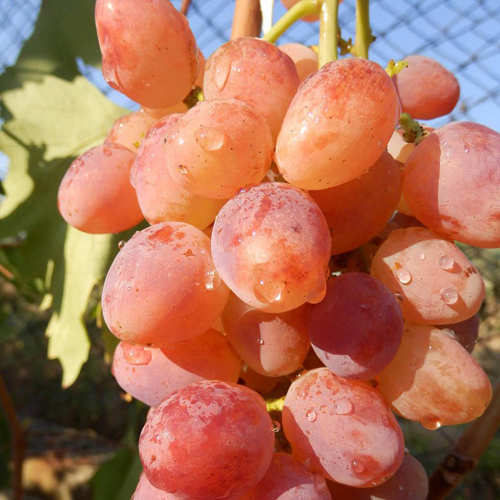 Grape variety Nakhodka (Kishmish Nakhodka)