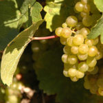 Riesling grape variety