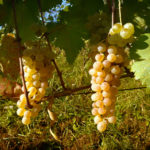 Rkatsiteli grape variety